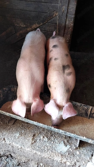 Purcele de vânzare.  - imagine 3