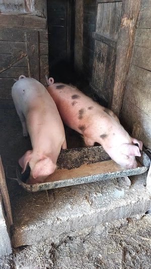 Purcele de vânzare. 