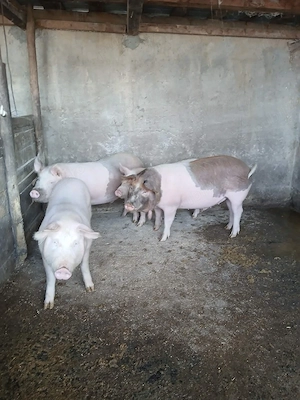 Vând porci 100 kg - imagine 3