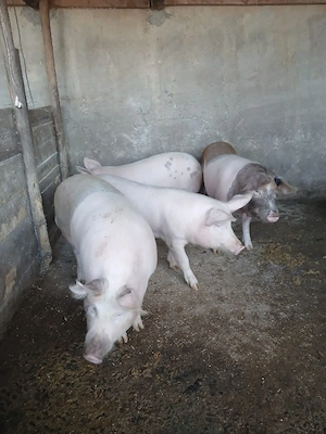 Vând porci 100 kg - imagine 2