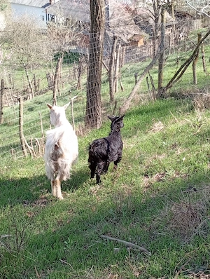 De vânzare un ied și o ieduță 