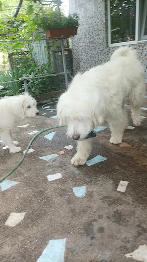  Ciobanesc Puiuti mioritic - imagine 5