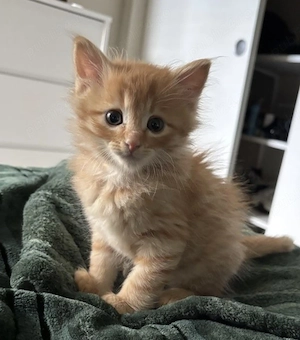 Siberiană de Pădure 