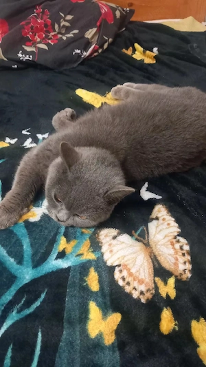 pisici british  - imagine 4