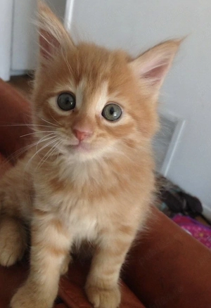 Siberiană de Pădure  - imagine 2