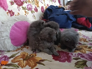 pisici british  - imagine 2