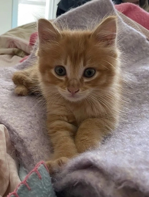 Siberiană de Pădure  - imagine 3