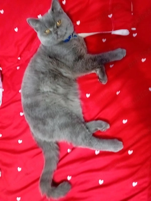 pisici british  - imagine 3