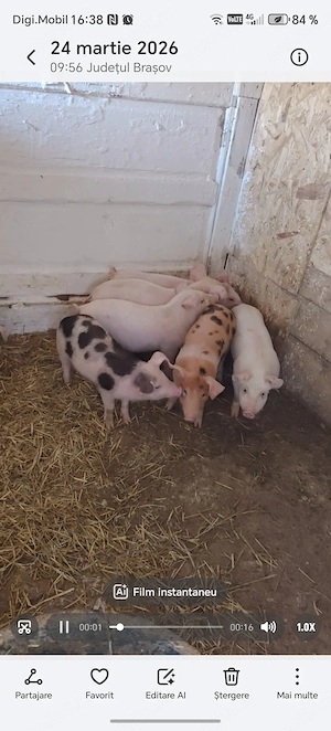 Vand purcei de 25-30 kg - imagine 2