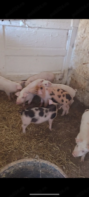 Vand purcei de 25-30 kg - imagine 3