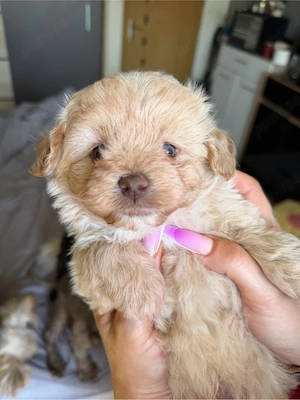 vand baieti pudel toy