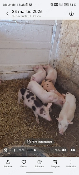 Vand purcei de 25-30 kg