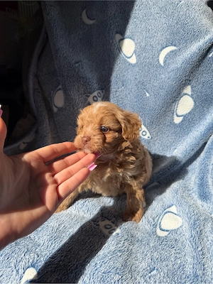 baietel maltipoo - imagine 5