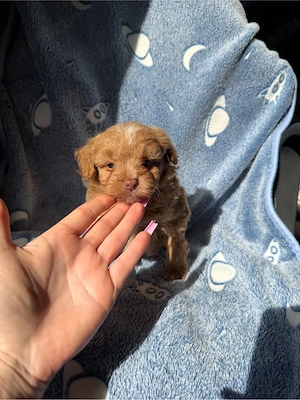 baietel maltipoo - imagine 4