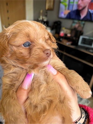 baietel maltipoo - imagine 2