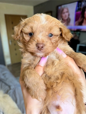 baietel maltipoo - imagine 3