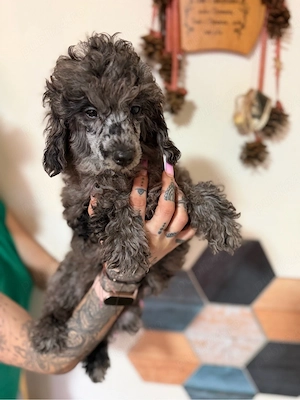 mascul merle toy - imagine 3