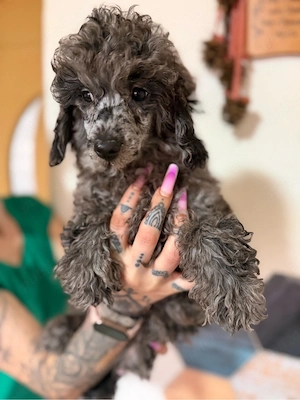 mascul merle toy - imagine 2