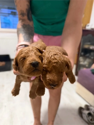 fete si baieti pudel red - imagine 3