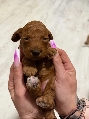 fete si baieti pudel red - imagine 4