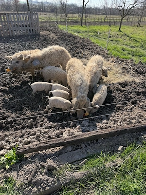 Mangalita de vamzare - imagine 2