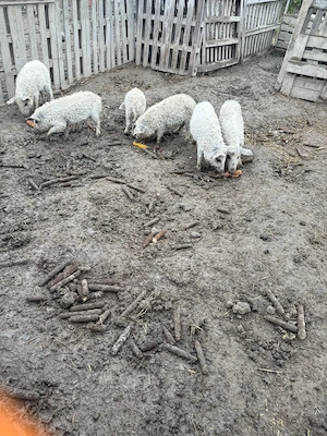 Mangalita de vamzare - imagine 3