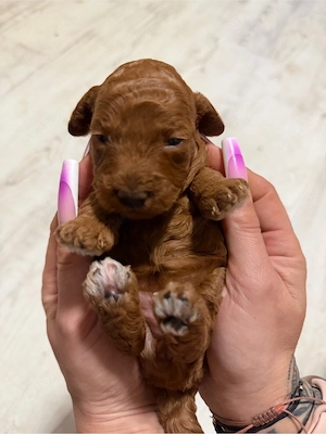 fete si baieti pudel red