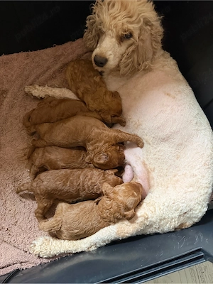 fete si baieti pudel red - imagine 5