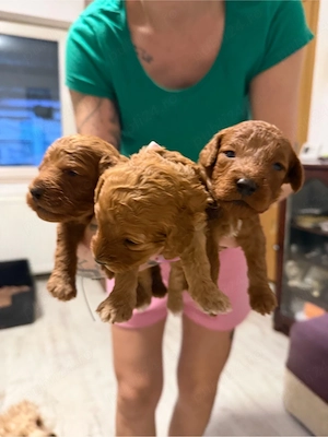 fete si baieti pudel red - imagine 2