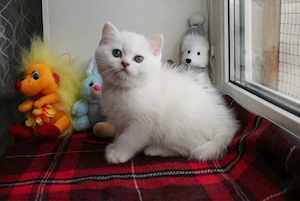 British Shorthair White 