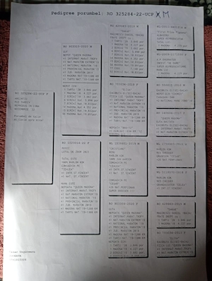 vand porumbei de viteza cu pedigree de concurs - imagine 3