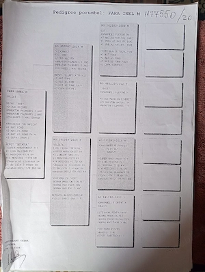 vand porumbei de viteza cu pedigree de concurs - imagine 5