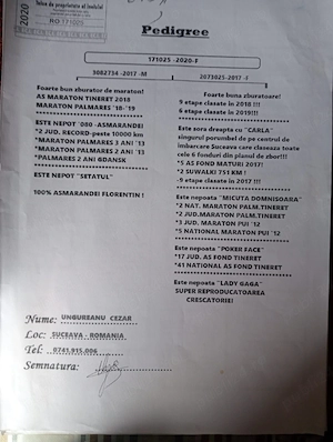 vand porumbei de viteza cu pedigree de concurs - imagine 2