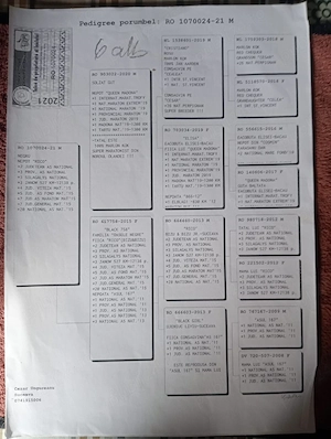 vand porumbei de viteza cu pedigree de concurs - imagine 4