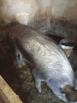 Vând scroafa pentru monta sau sacrificat