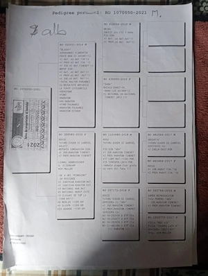 Vand porumbei de viteza cu pedigree de concurs campionii  - imagine 3