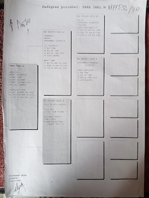 Vand porumbei de viteza cu pedigree de concurs campionii 
