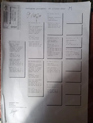 Vand porumbei de viteza cu pedigree de concurs campionii  - imagine 2