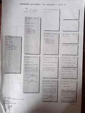 Vand porumbei de viteza cu pedigree de concurs campionii  - imagine 5