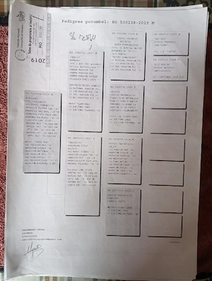 Vand porumbei de viteza cu pedigree de concurs campionii  - imagine 4