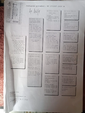 Vand porumbei de viteza cu pedigree de concurs campionii  - imagine 5