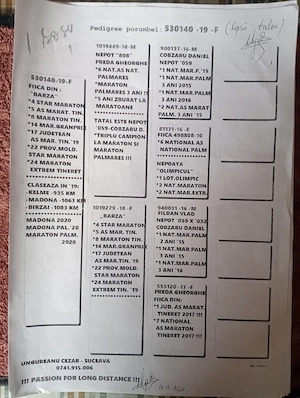 Vand porumbei de viteza cu pedigree de concurs campionii  - imagine 2