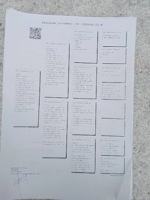 Vand porumbei de viteza cu pedigree de concurs campionii 