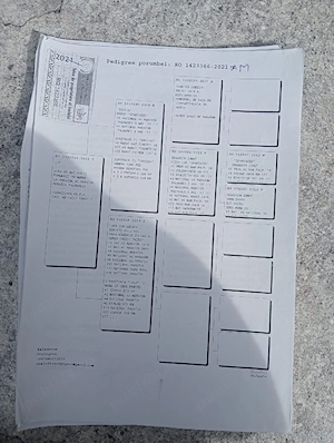 Vand porumbei de viteza cu pedigree de concurs campionii  - imagine 3