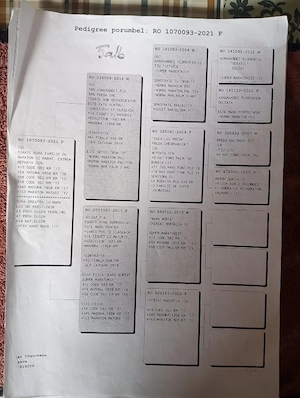 Vand porumbei de viteza cu pedigree de concurs campionii  - imagine 4