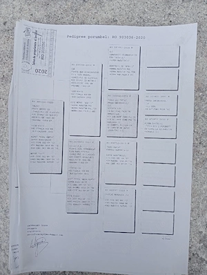 Vand porumbei de viteza cu pedigree de concurs campionii 