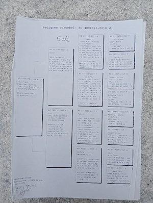 Vand porumbei de viteza cu pedigree de concurs campionii  - imagine 4