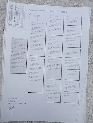 Vand porumbei de viteza cu pedigree de concurs campionii  - imagine 2