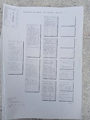 Vand porumbei de viteza cu pedigree de concurs campionii  - imagine 5