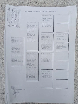 Vand porumbei de viteza cu pedigree de concurs campionii  - imagine 3